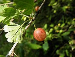 Image result for Ribes uva-crispa Aureus