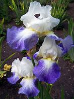 Image result for Iris germanica Fifty Fountains