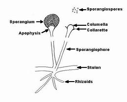 Image result for co_to_znaczy_zoosporangium