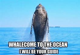Image result for Newman White Whale Meme