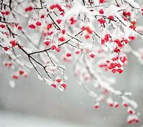 Image result for Winter Floral Wallpaper