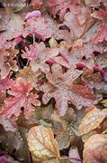 Image result for Heucherella Red Rover