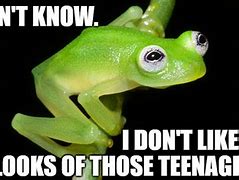 Image result for Frog Eyes Meme