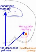Image result for Kinds of Memory