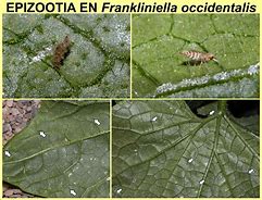 Image result for epizootia