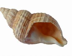 Image result for Coquillage Clovisse