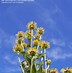 Image result for Inula racemosa Sonnenspeer