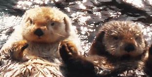 Image result for Bearded Otter Love