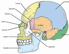 Image result for Skeleton Skull