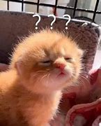 Image result for Cat with Question Mark Meme Eyebrow