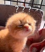 Image result for Happy Confused Cat Meme