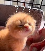 Image result for Confused Funny Cat Memes