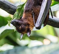 Image result for Singapore Flying Fox