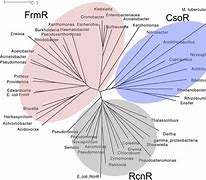 Image result for Formaldehyde Allergy Symptoms