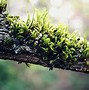 Image result for Green Moss Plant