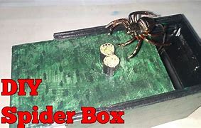 Image result for Fake Spider Box