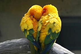 Image result for Beautiful Tropical Birds