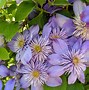 Image result for Clematis Vines