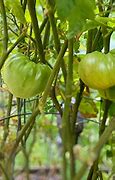 Image result for Organic Tomato Nelson Plant Food
