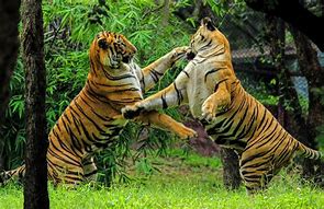 Image result for Animals Attacked by Tiger