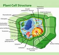 Image result for Cellular Meaning