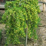 Image result for Caragana arborescens Pendula