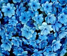 Image result for Beautiful Flowers Dark Background