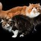 Image result for Biggest Perisan Cat in the World