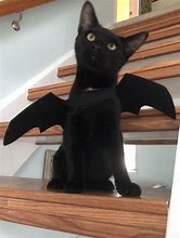 Image result for Cursed Cat Bat Images