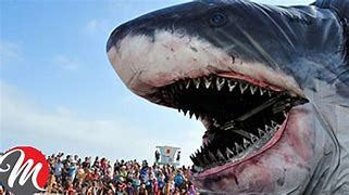 Image result for Largest World Biggest Fish