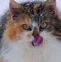 Image result for World's Most Expensive Cat Breed