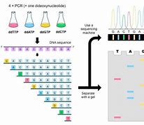 Image result for DNA Sequencing