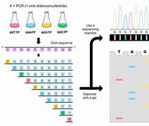 Image result for Genome Sequence
