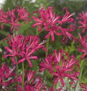 Image result for Nerine bowdenii Isabel