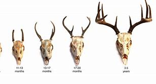 Image result for Deer Size Comparison Chart