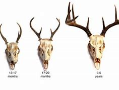 Image result for Whitetail Deer Aging Chart