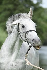 Image result for White Thoroughbred Horse