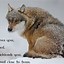 Image result for Galaxy Cute Baby Wolf