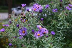 Image result for Asters Galaxy