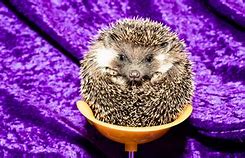 Image result for How Much Do Hedgehogs Cost