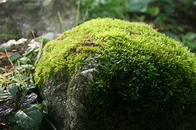 Image result for Moss Rock Caracters