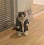 Image result for Cute Cat Standing Meme