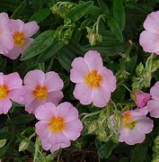 Image result for Helianthemum Lawrensons Pink