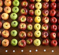 Image result for Skech of 20 Apple's