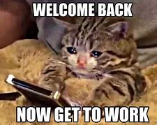 Image result for Welcome Back Cat Meme