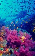 Image result for Egyptian Red Sea