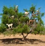 Image result for Goats in Trees Meme