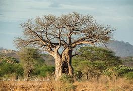 Image result for Balboa Trees Kenya