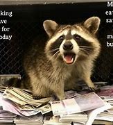 Image result for Funny Raccoon Jokes