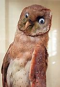 Image result for Bad Taxidermy Walrus